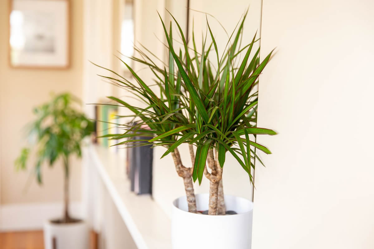 گیاهان آپارتمانی مناسب برای محل کار