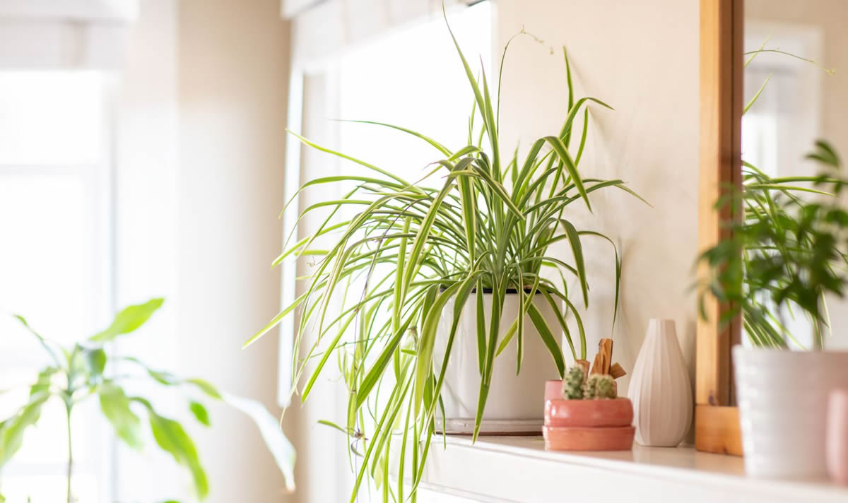 گیاهان آپارتمانی مناسب برای محل کار