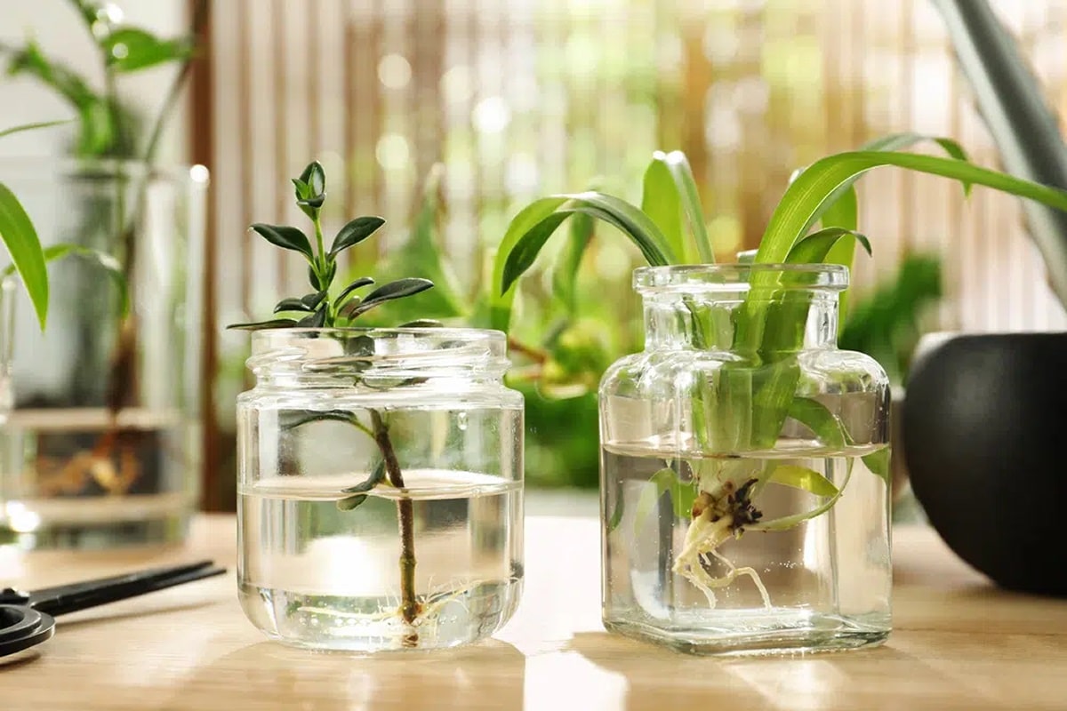 پرورش گیاهان آپارتمانی در آب همراه با نکات کاربردی